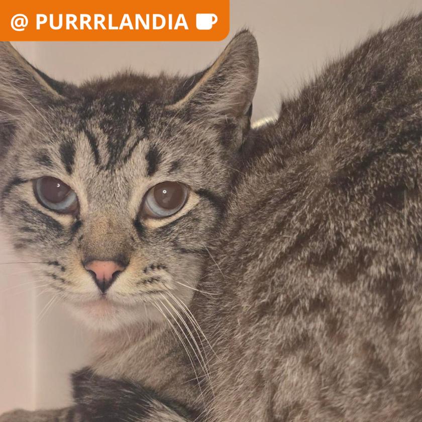 Luigi, Adoptable, Adult Male Domestic Short Hair.