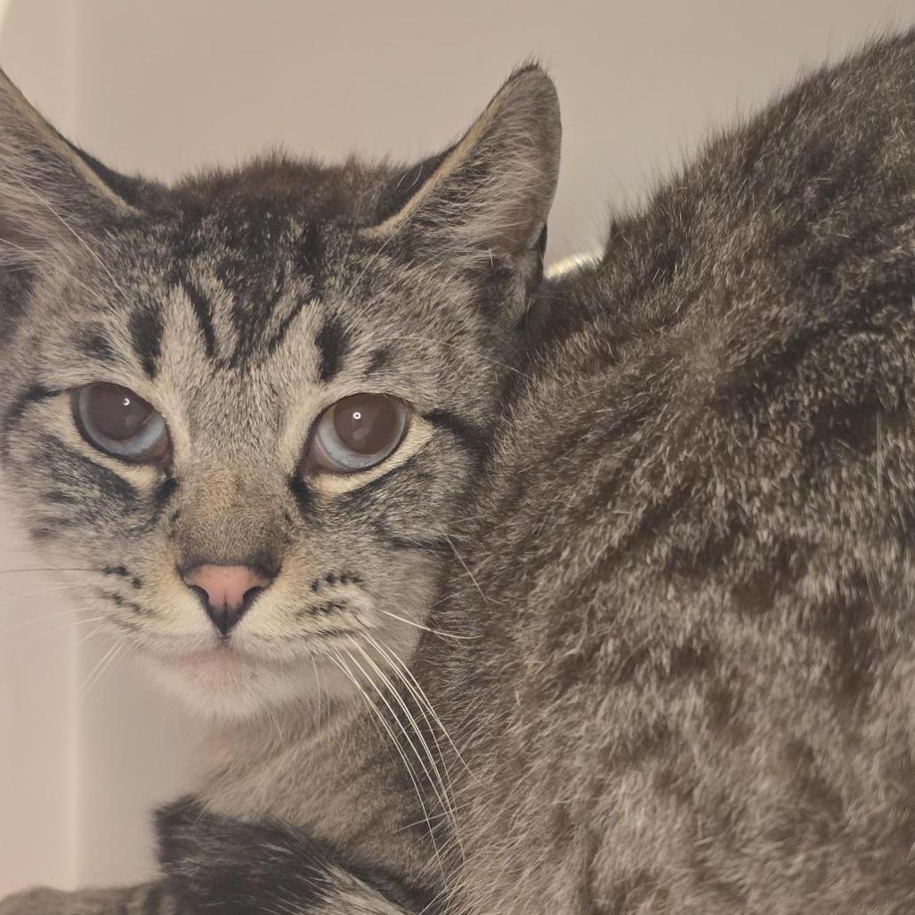 Luigi, a Adoptable Domestic Short Hair in Los Angeles, CA image 2/3