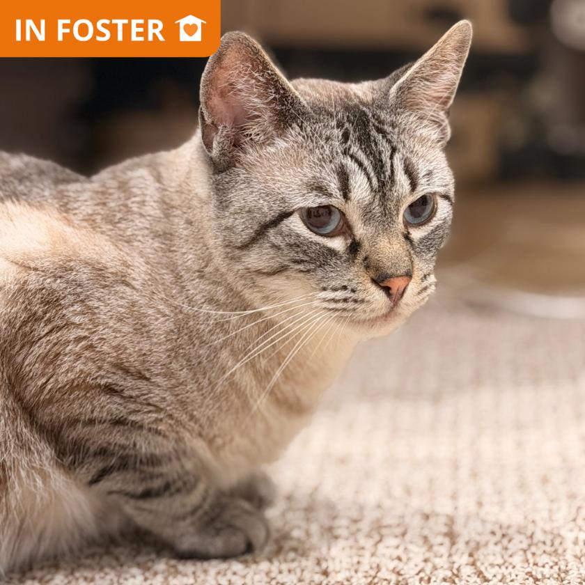 Luigi, a Adoptable Domestic Short Hair in Los Angeles, CA image 3/3