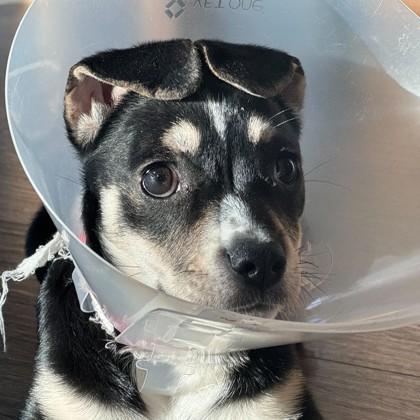 Enlarge Livia, a Adoptable mixed breed in San Francisco, CA image 1/3