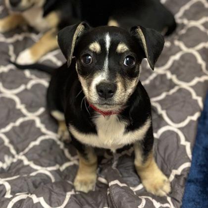 Enlarge Livia, a Adoptable mixed breed in San Francisco, CA image 2/3