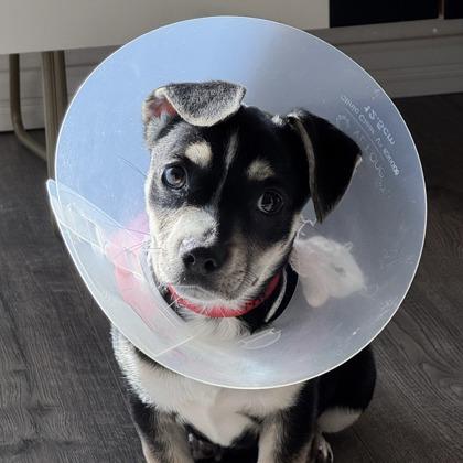 Enlarge Livia, a Adoptable mixed breed in San Francisco, CA image 3/3