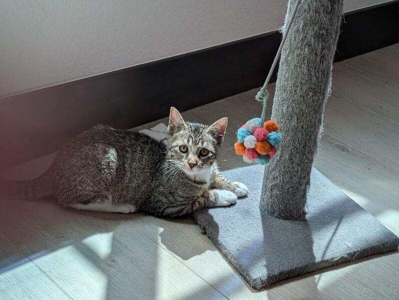 Enlarge Carmelizer, a Adoptable Domestic Short Hair in Westminster, CO image 2/6