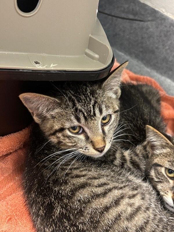Enlarge Carmelizer, a Adoptable Domestic Short Hair in Westminster, CO image 3/6