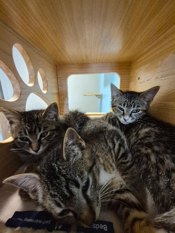 Enlarge Carmelizer, a Adoptable Domestic Short Hair in Westminster, CO image 4/6