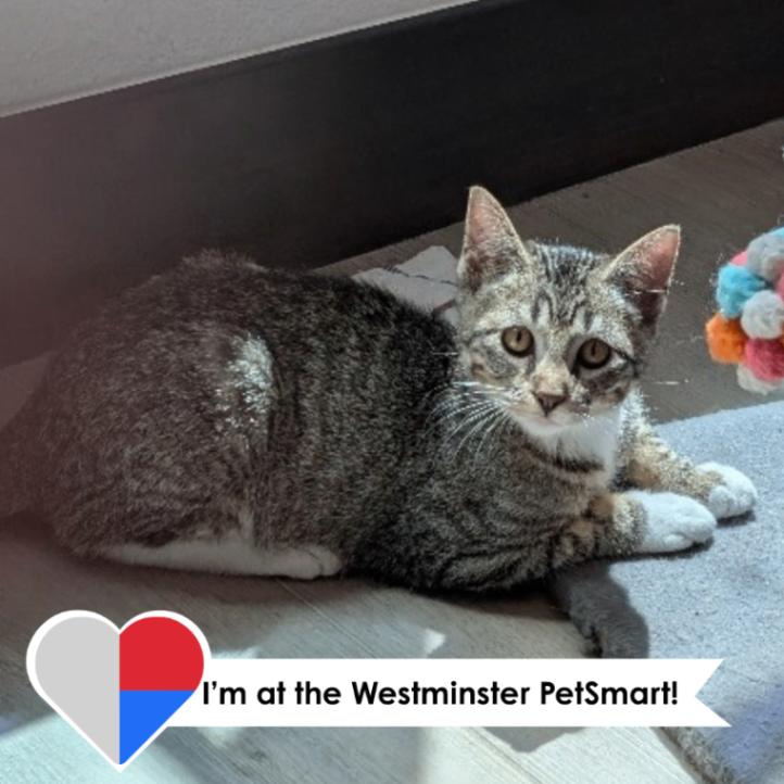 Carmelizer, Adoptable, Young Male Domestic Short Hair.