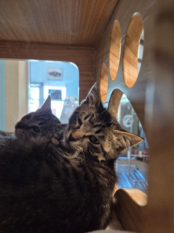 Enlarge Carmelizer, a Adoptable Domestic Short Hair in Westminster, CO image 5/6