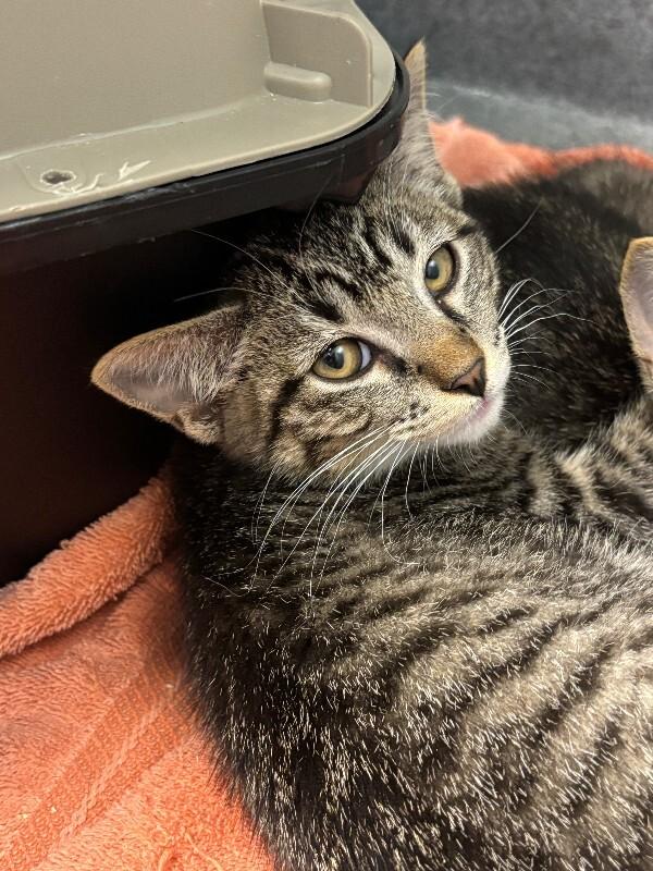 Enlarge Carmelizer, a Adoptable Domestic Short Hair in Westminster, CO image 6/6