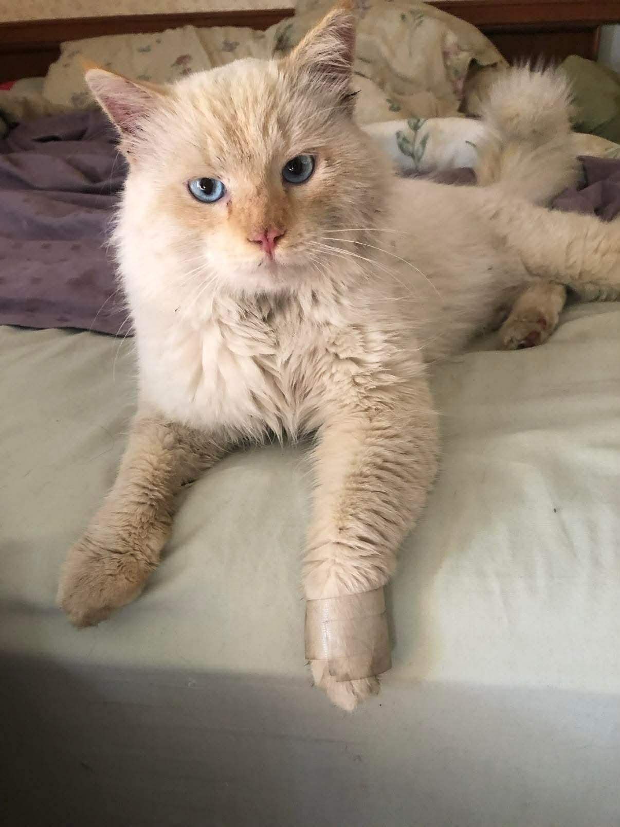 Romeo, adopted, Adult Male Siamese.