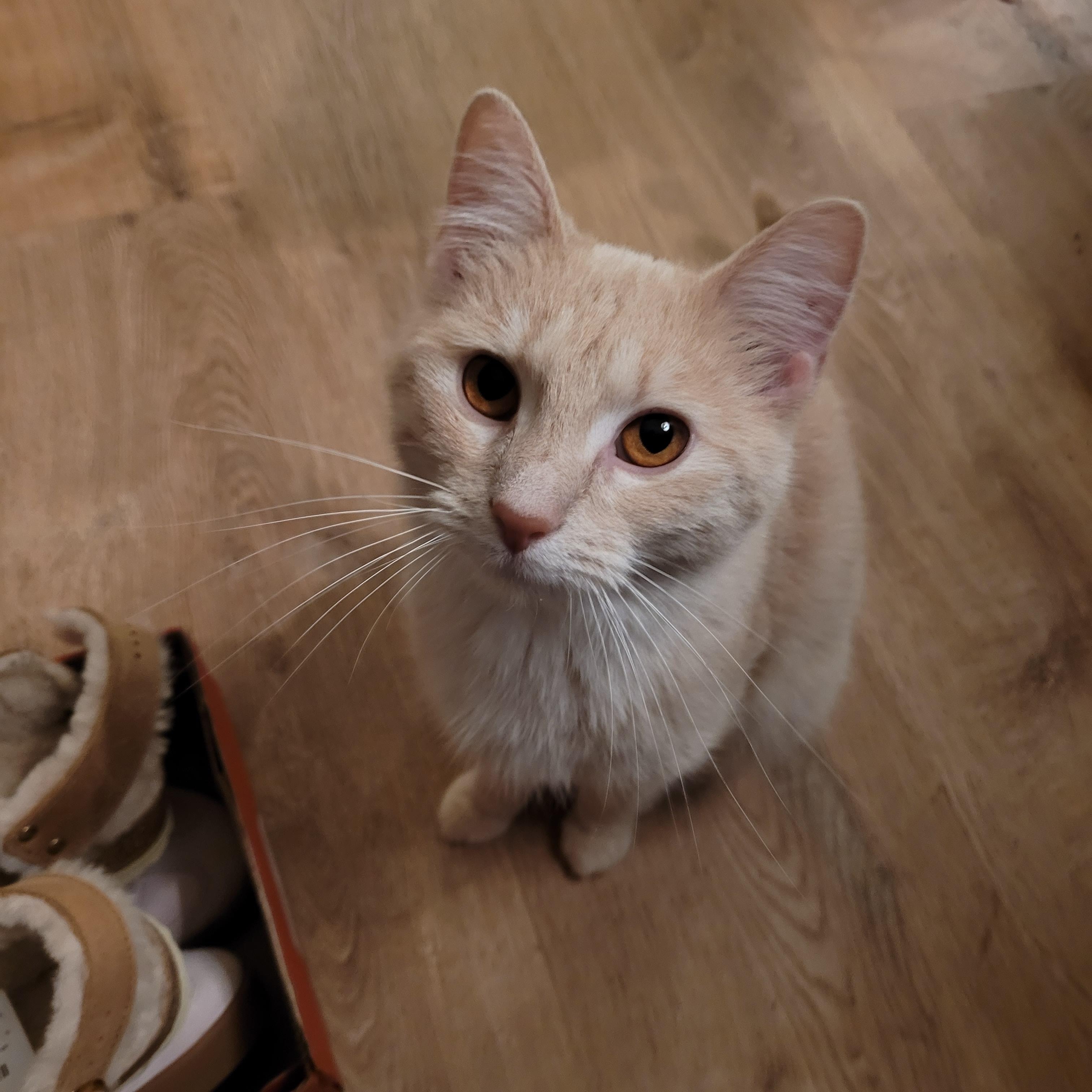 Enlarge Butter, an adopted Domestic Short Hair in Whitestown, IN image 5/5