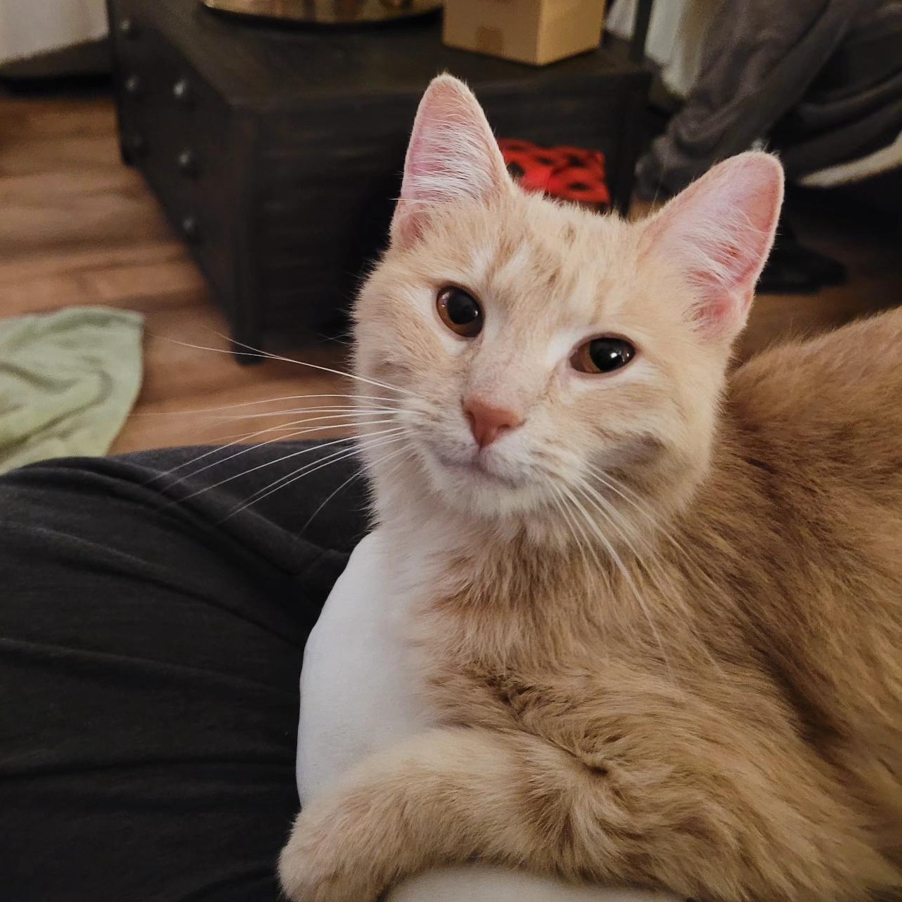 Enlarge Butter, an adopted Domestic Short Hair in Whitestown, IN image 1/5