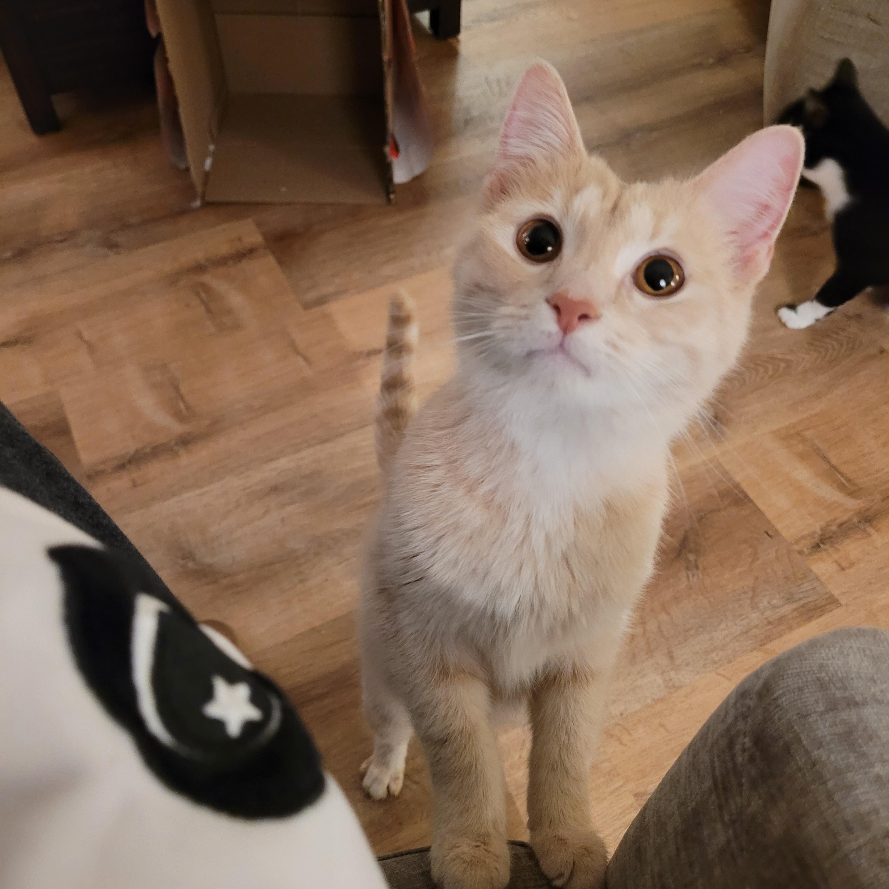 Enlarge Butter, an adopted Domestic Short Hair in Whitestown, IN image 4/5