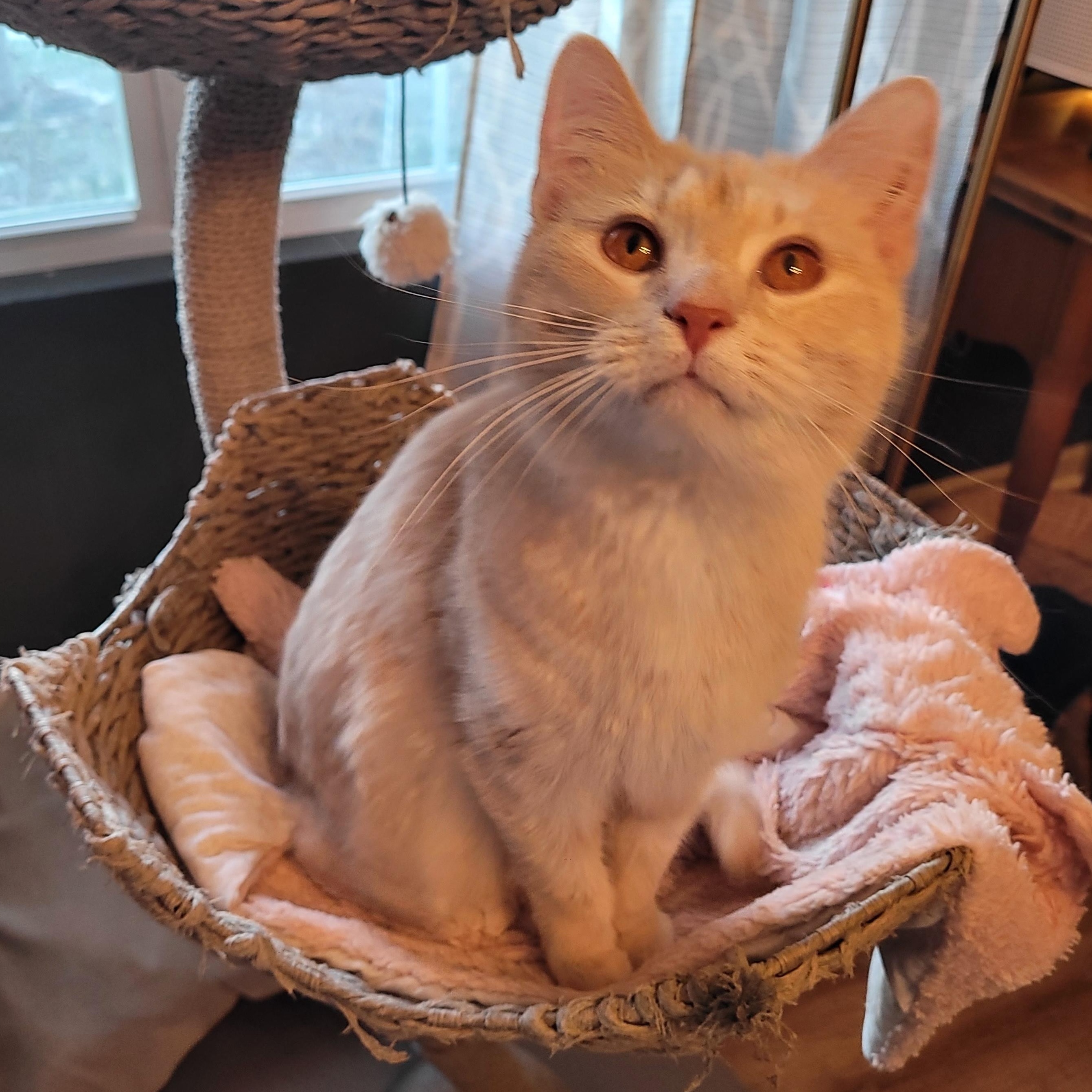 Enlarge Butter, an adopted Domestic Short Hair in Whitestown, IN image 2/5