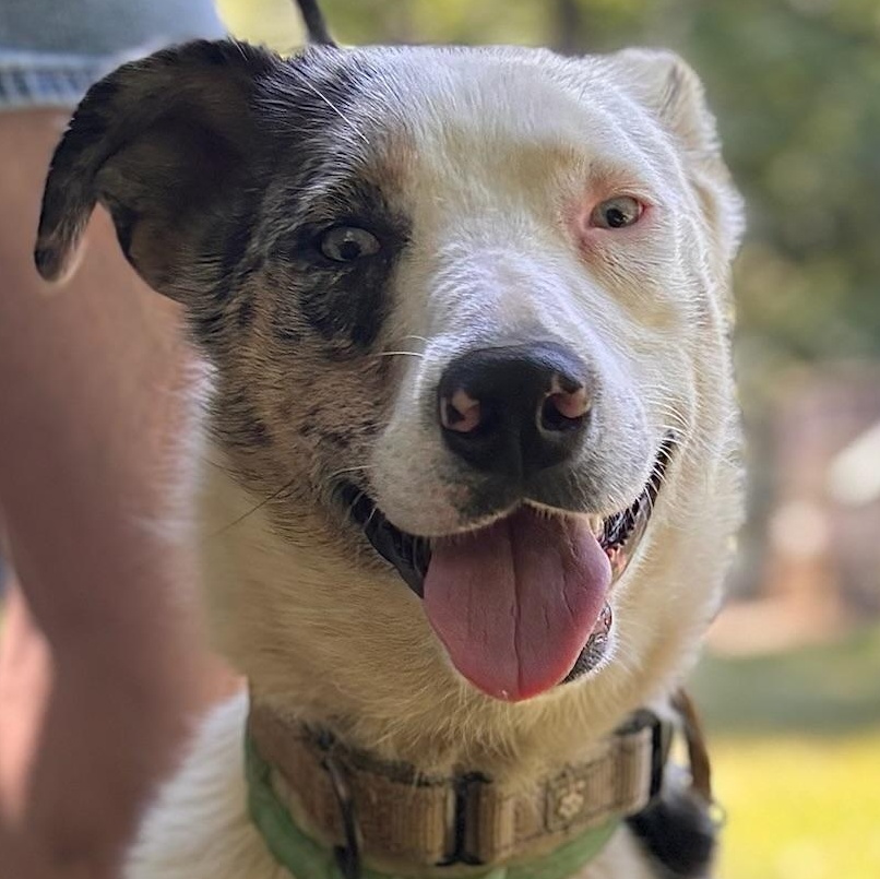 Shadow, Adoptable, Adult Female Australian Shepherd.