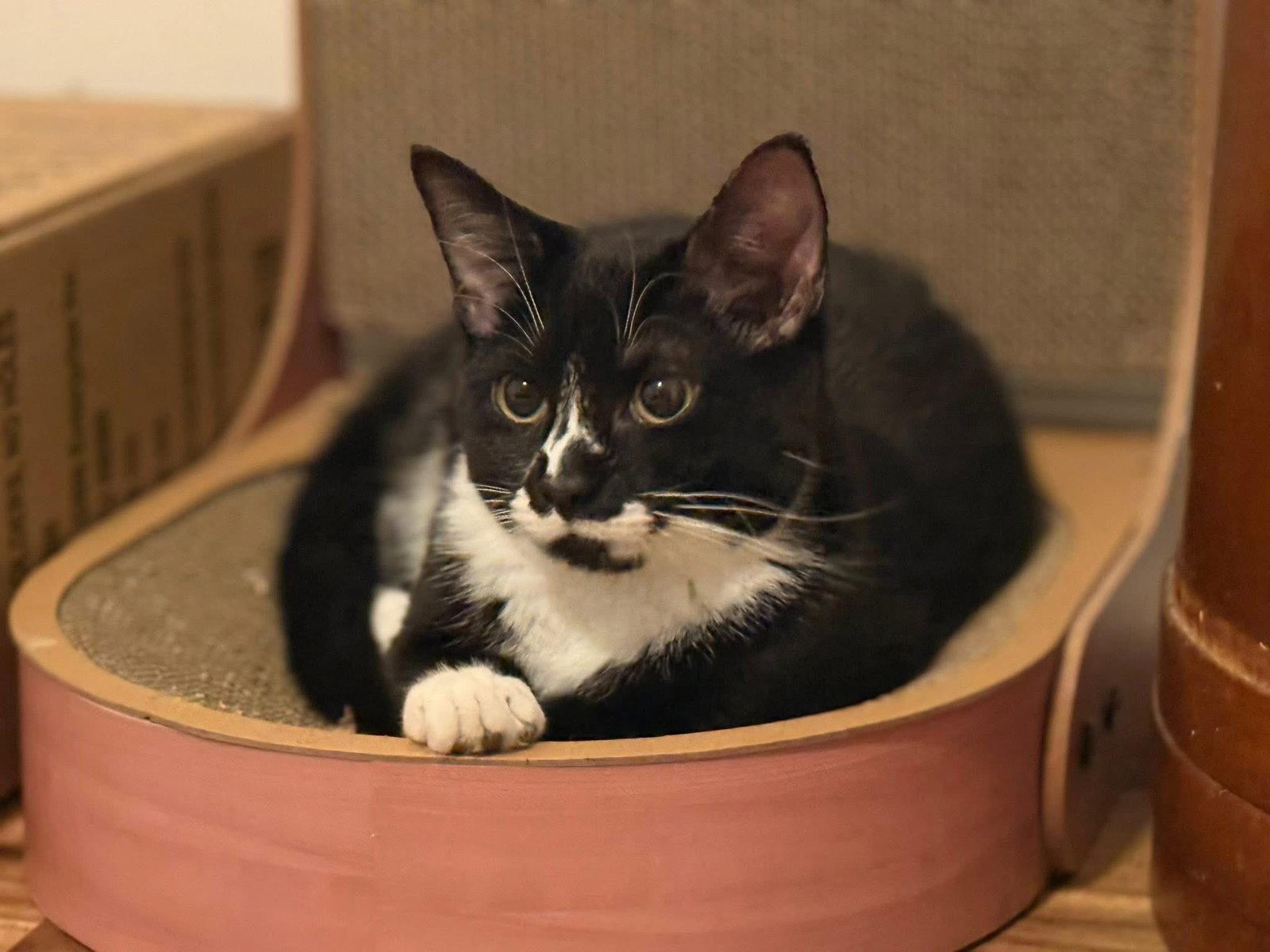 Enlarge Selina, a Adoptable Domestic Short Hair in Wilmington, NC image 1/1