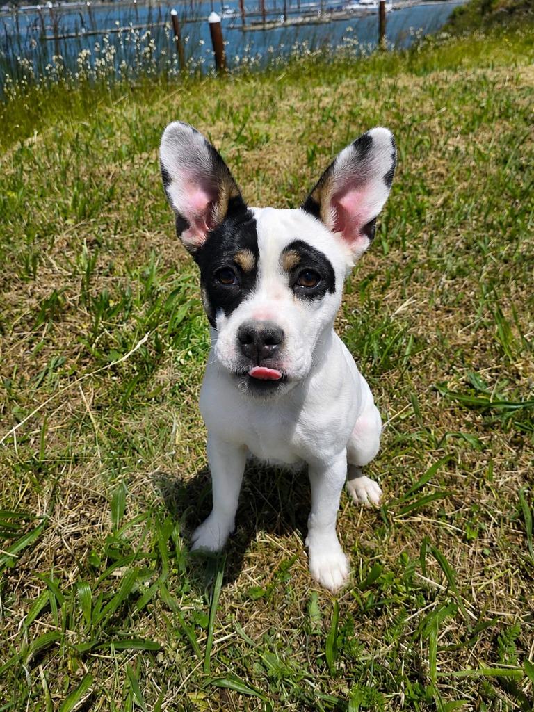 Piston, Adopted, Puppy Male French Bulldog & Jack Russell Terrier.