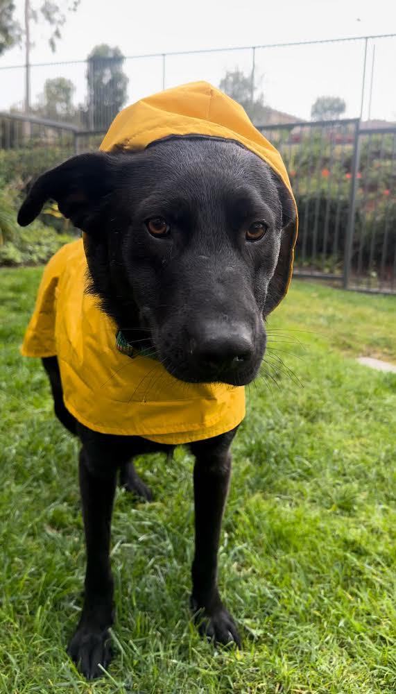 Taz
