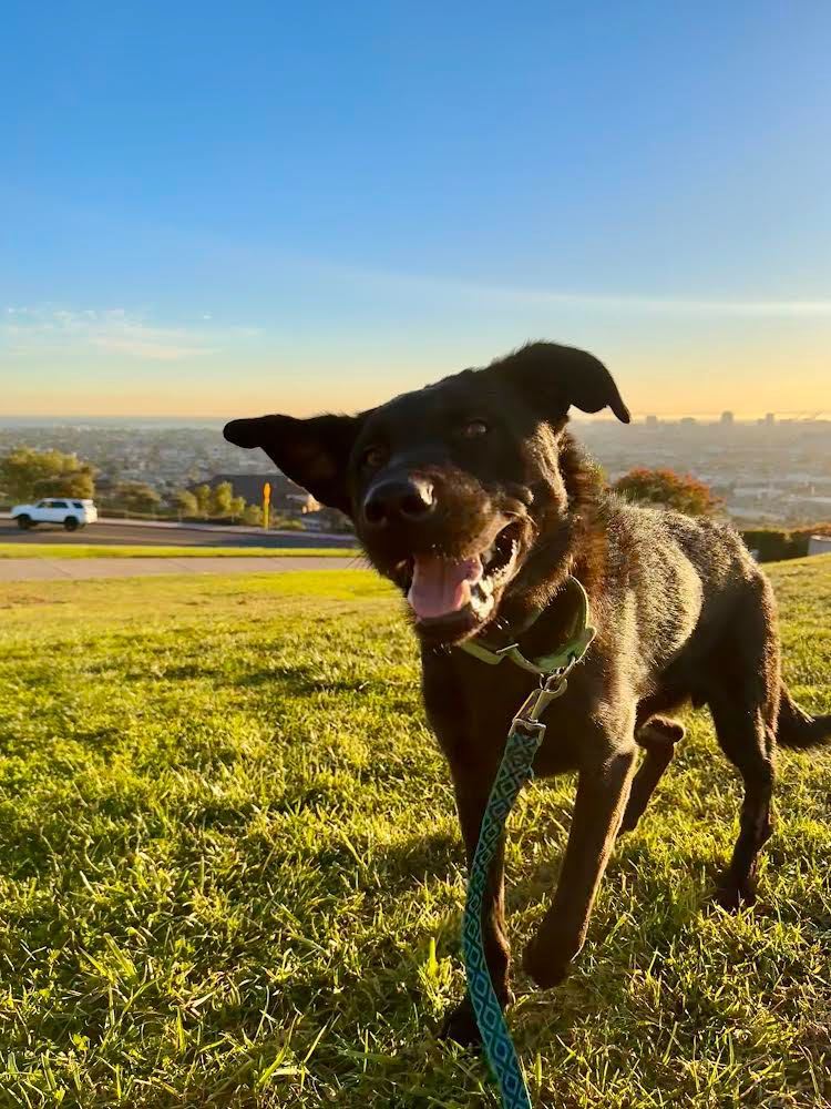 Taz