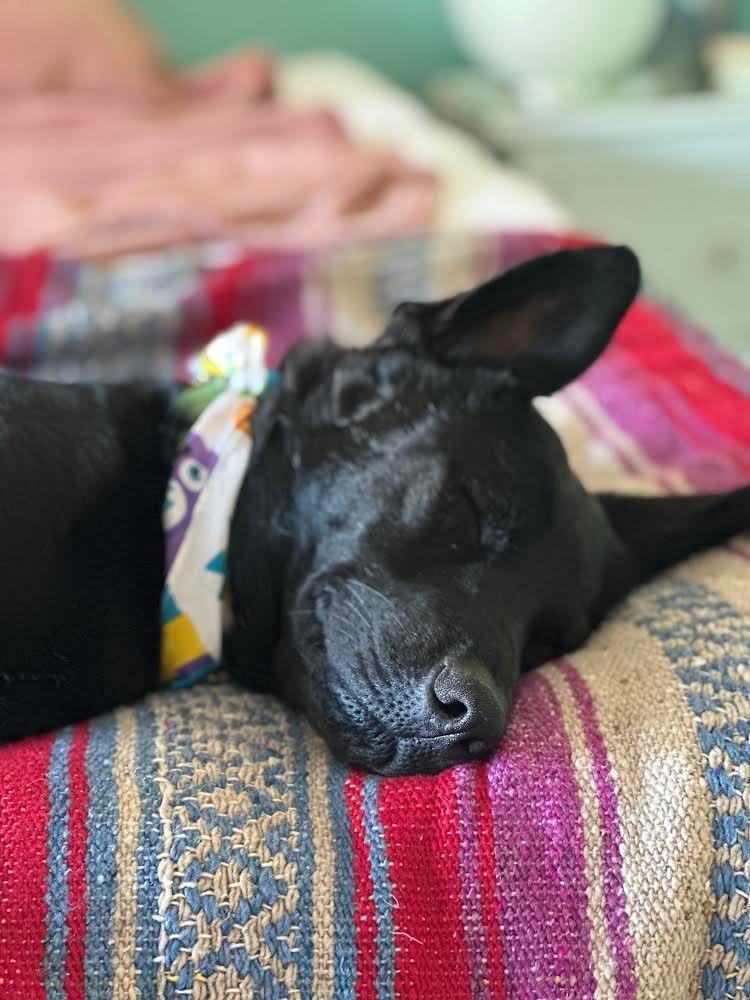 Taz