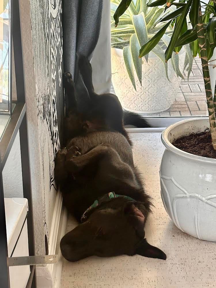 Taz