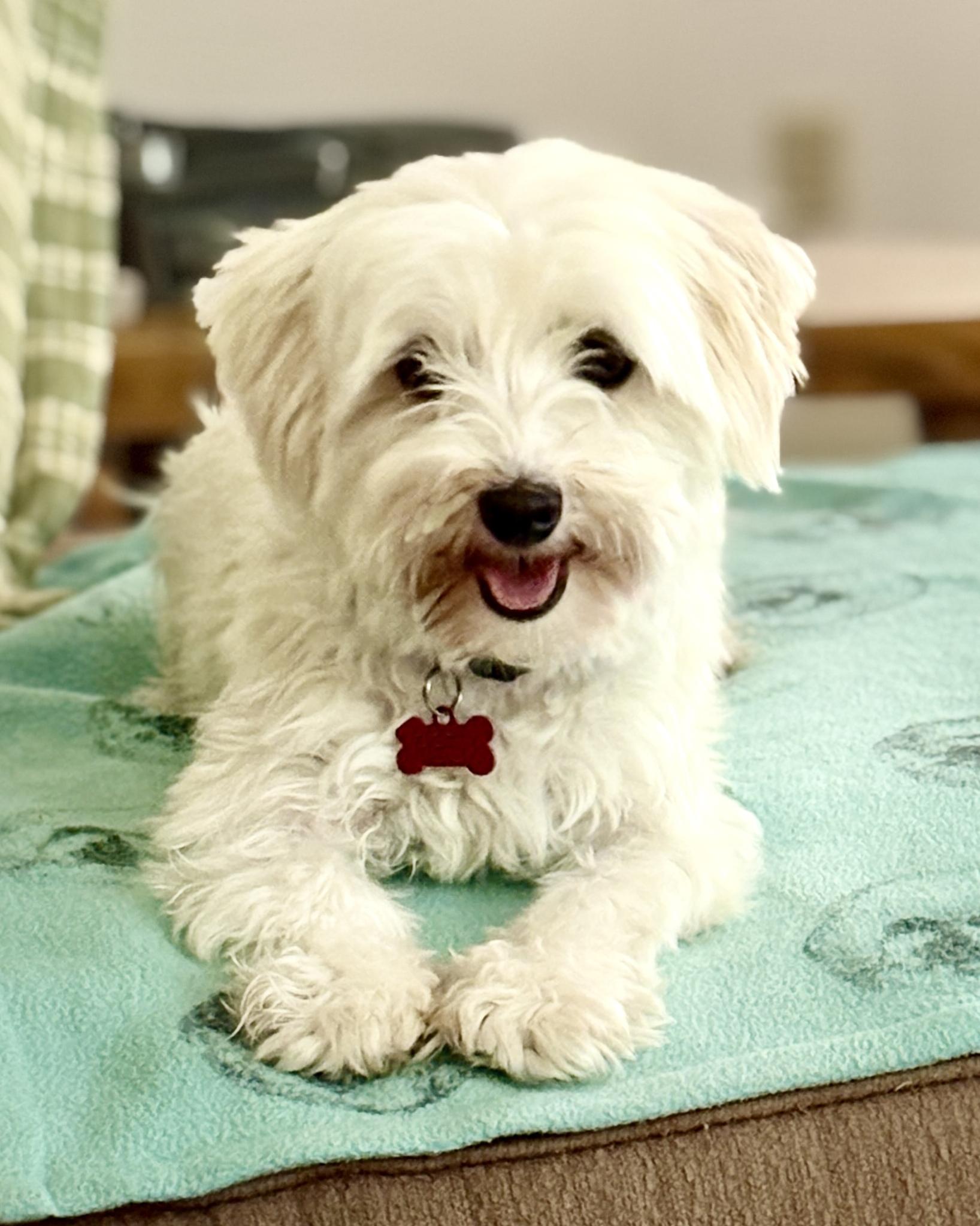 Joyous Jiggss, adopted, Young Male Maltese & Bichon Frise.
