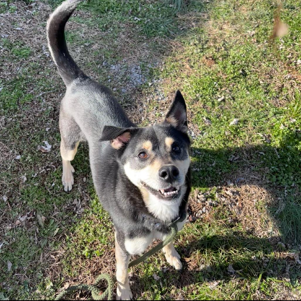 Enlarge Hero D21-009, a Adoptable mixed breed in Lebanon, TN image 1/6