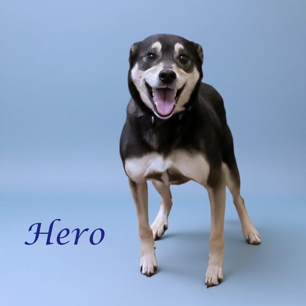 Enlarge Hero D21-009, a Adoptable mixed breed in Lebanon, TN image 2/6