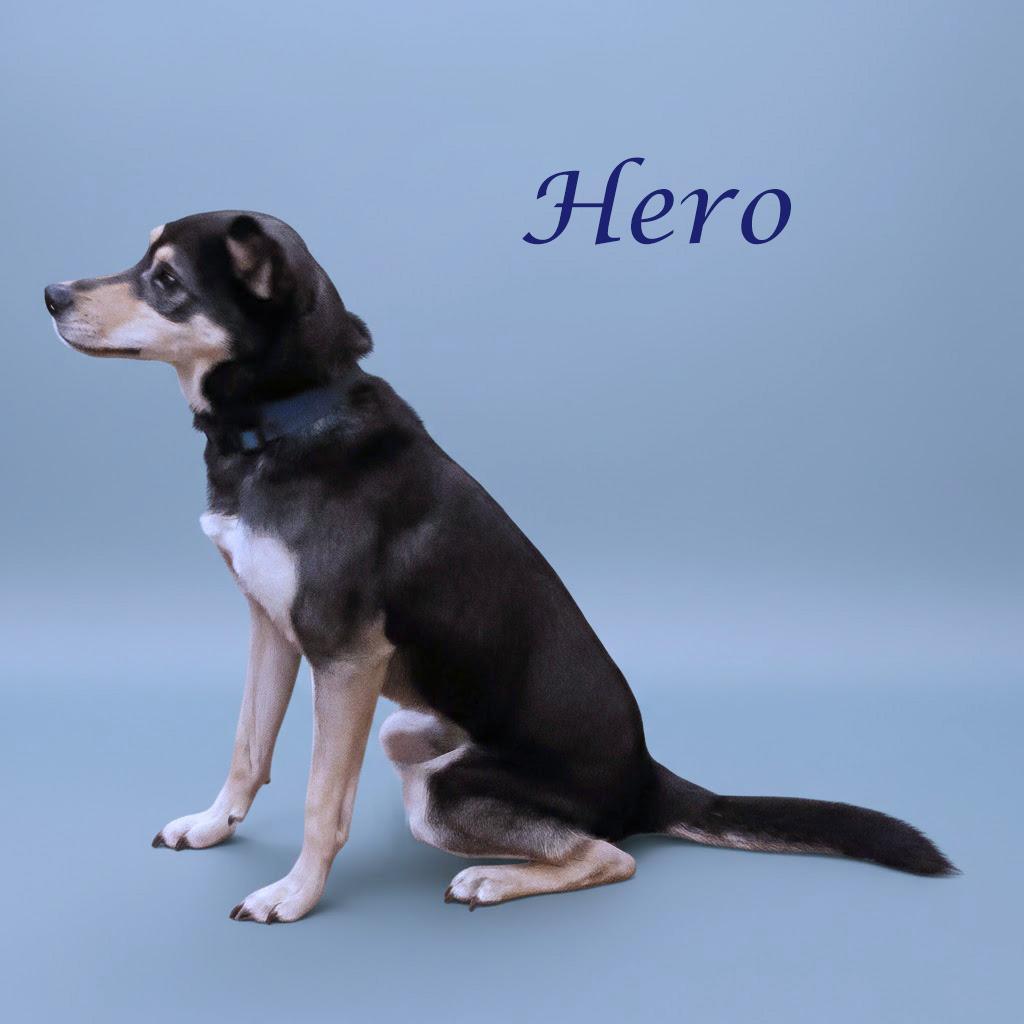 Enlarge Hero D21-009, a Adoptable mixed breed in Lebanon, TN image 3/6