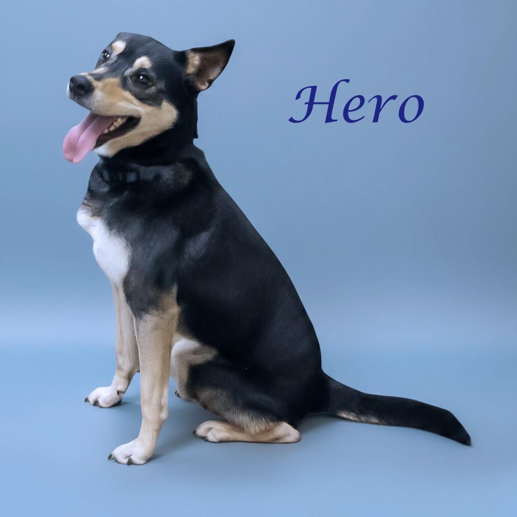 Enlarge Hero D21-009, a Adoptable mixed breed in Lebanon, TN image 4/6