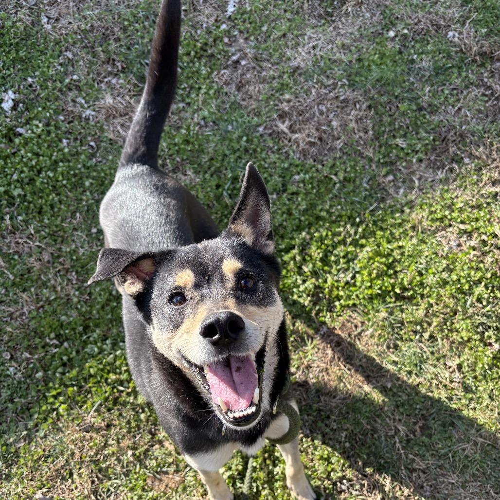 Enlarge Hero D21-009, a Adoptable mixed breed in Lebanon, TN image 5/6