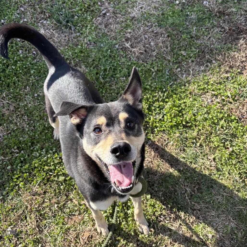 Enlarge Hero D21-009, a Adoptable mixed breed in Lebanon, TN image 6/6