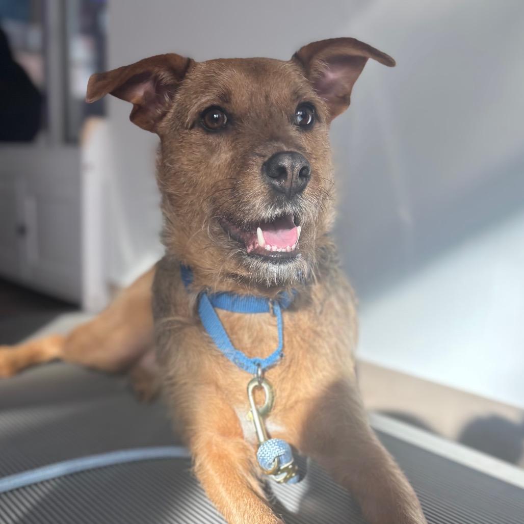 Mineo, a Adoptable Terrier in Wantagh, NY image 1/6