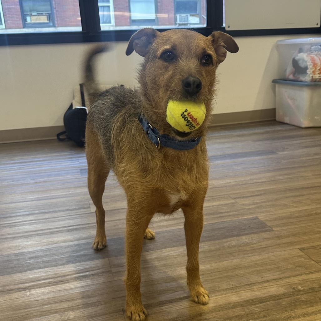 Mineo, a Adoptable Terrier in Wantagh, NY image 2/6