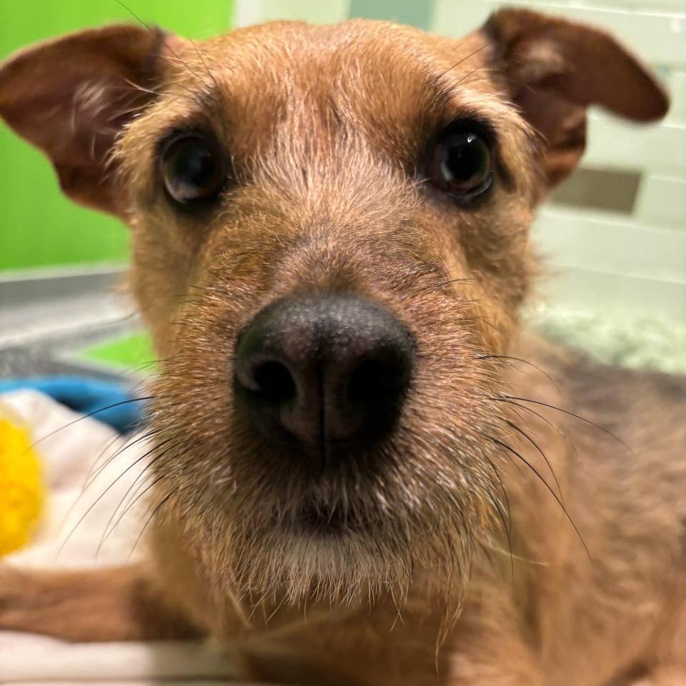 Mineo, a Adoptable Terrier in Wantagh, NY image 3/6