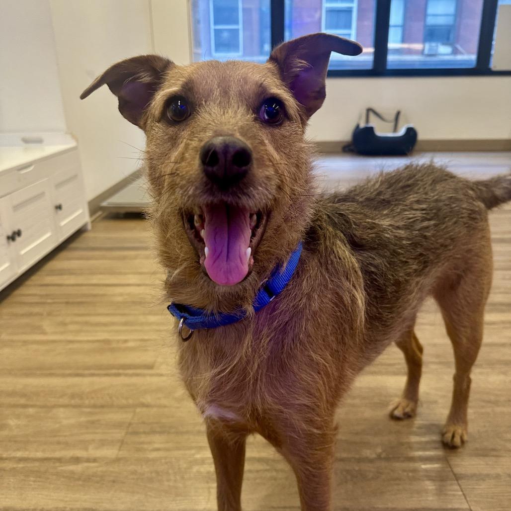 Mineo, a Adoptable Terrier in Wantagh, NY image 5/6