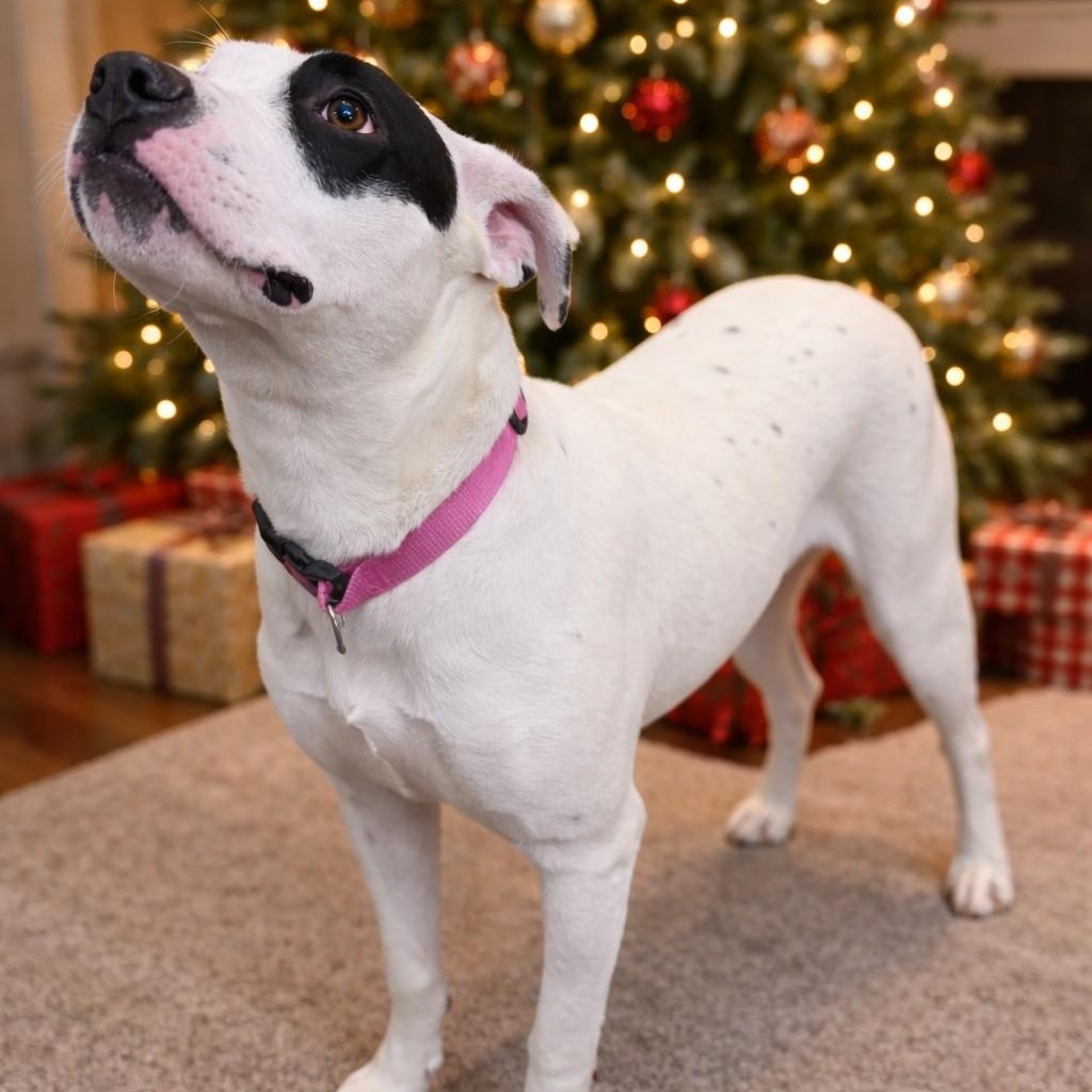 Talia, an adopted mixed breed in Springfield, MO image 4/5