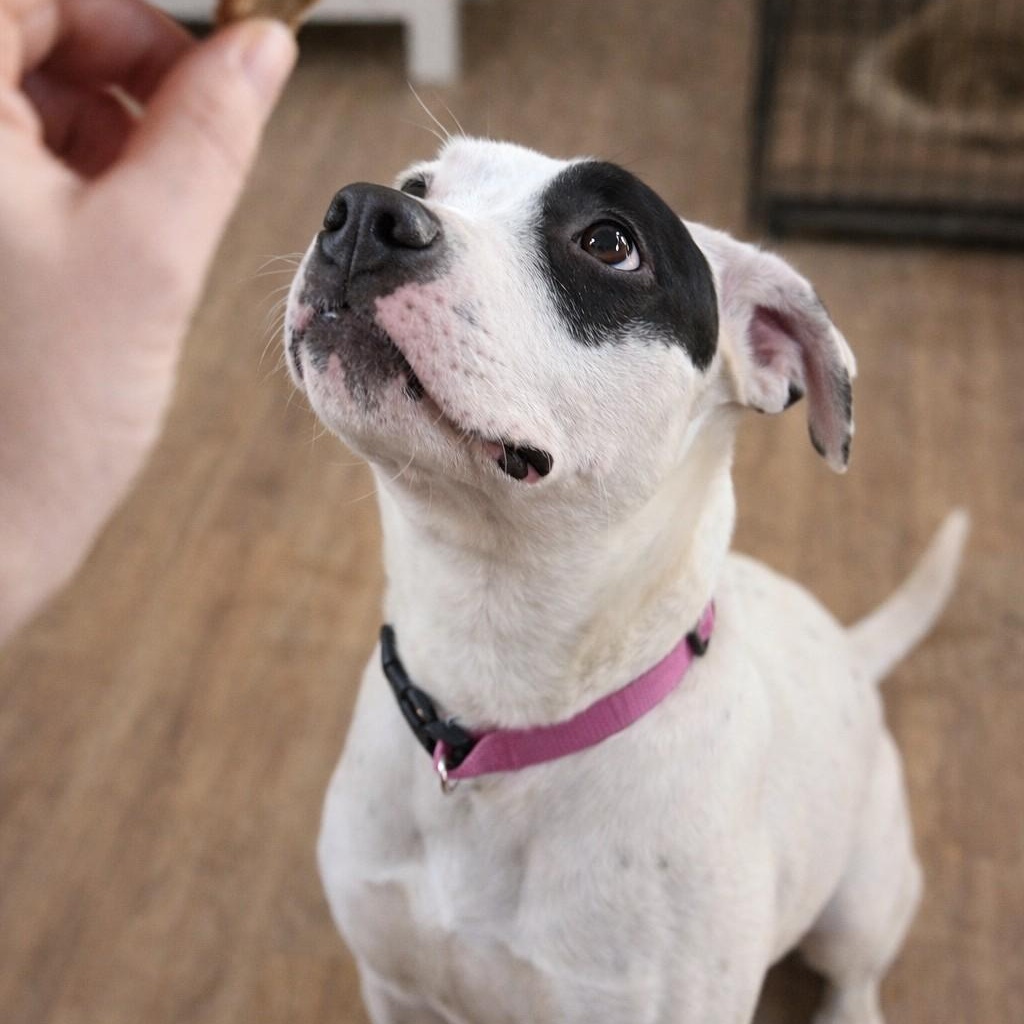 Talia, adopted, Adult Female American Bulldog & Dalmatian.