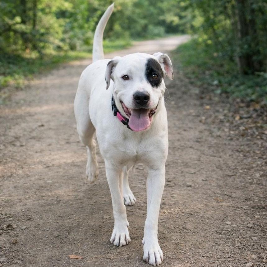 Talia, an adopted mixed breed in Springfield, MO image 5/5