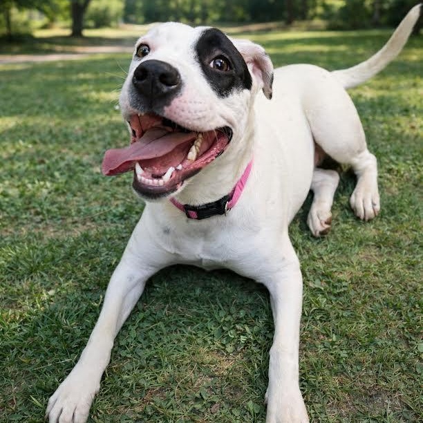 Talia, an adopted mixed breed in Springfield, MO image 2/5