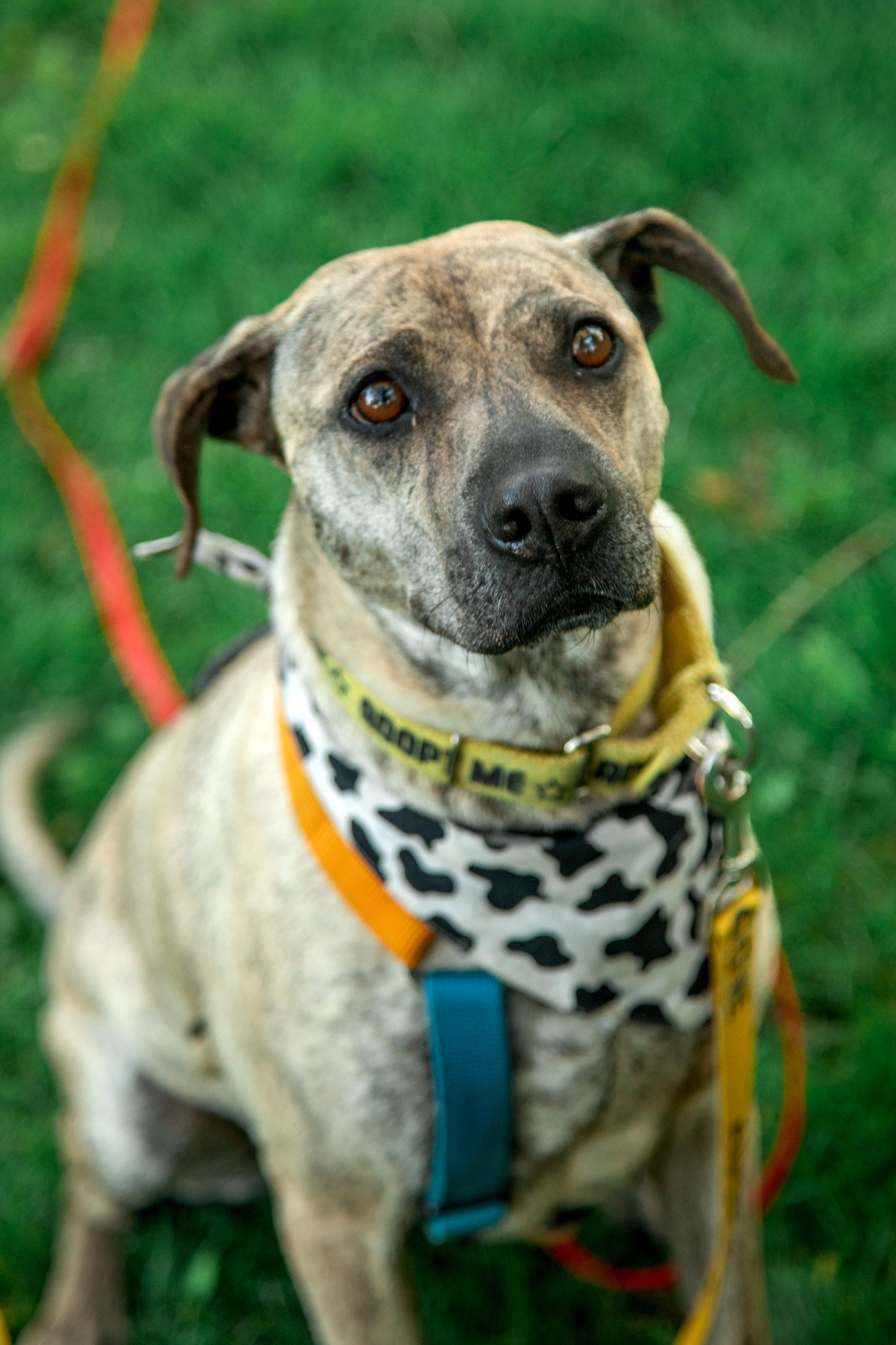 Enlarge Lola, a Adoptable Mixed Breed in Mississauga, ON image 2/6