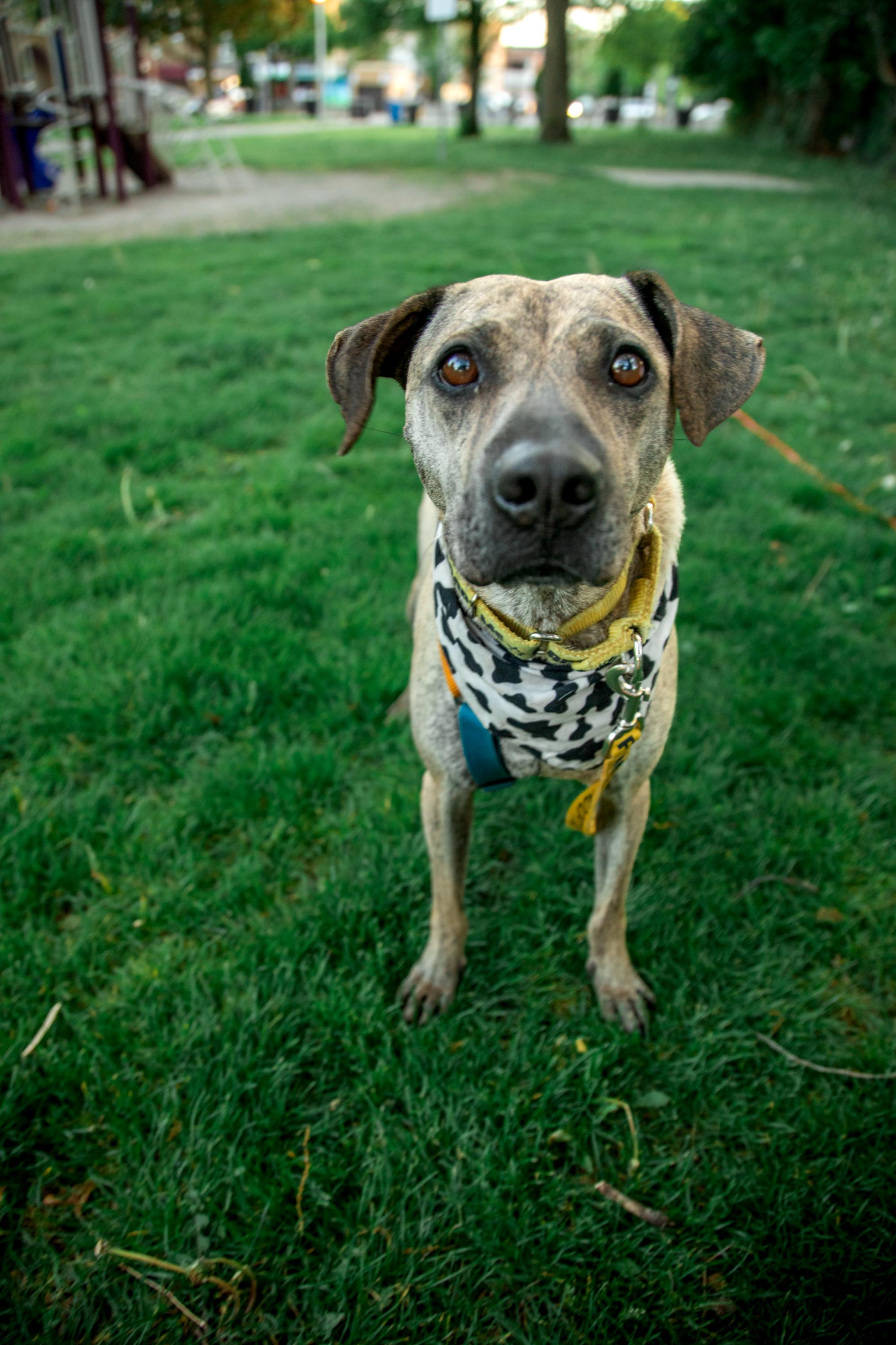 Enlarge Lola, a Adoptable Mixed Breed in Mississauga, ON image 1/6