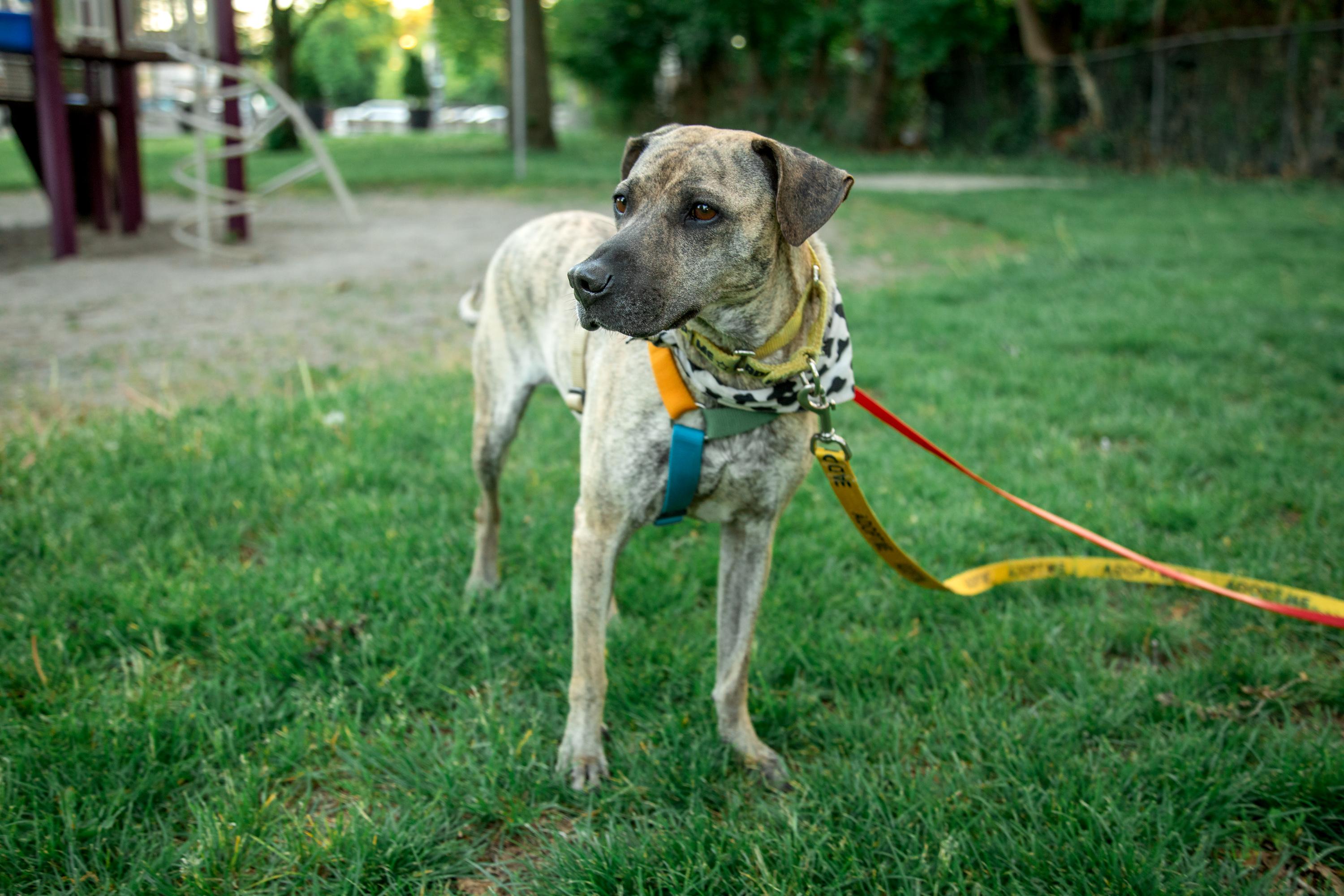 Enlarge Lola, a Adoptable Mixed Breed in Mississauga, ON image 5/6