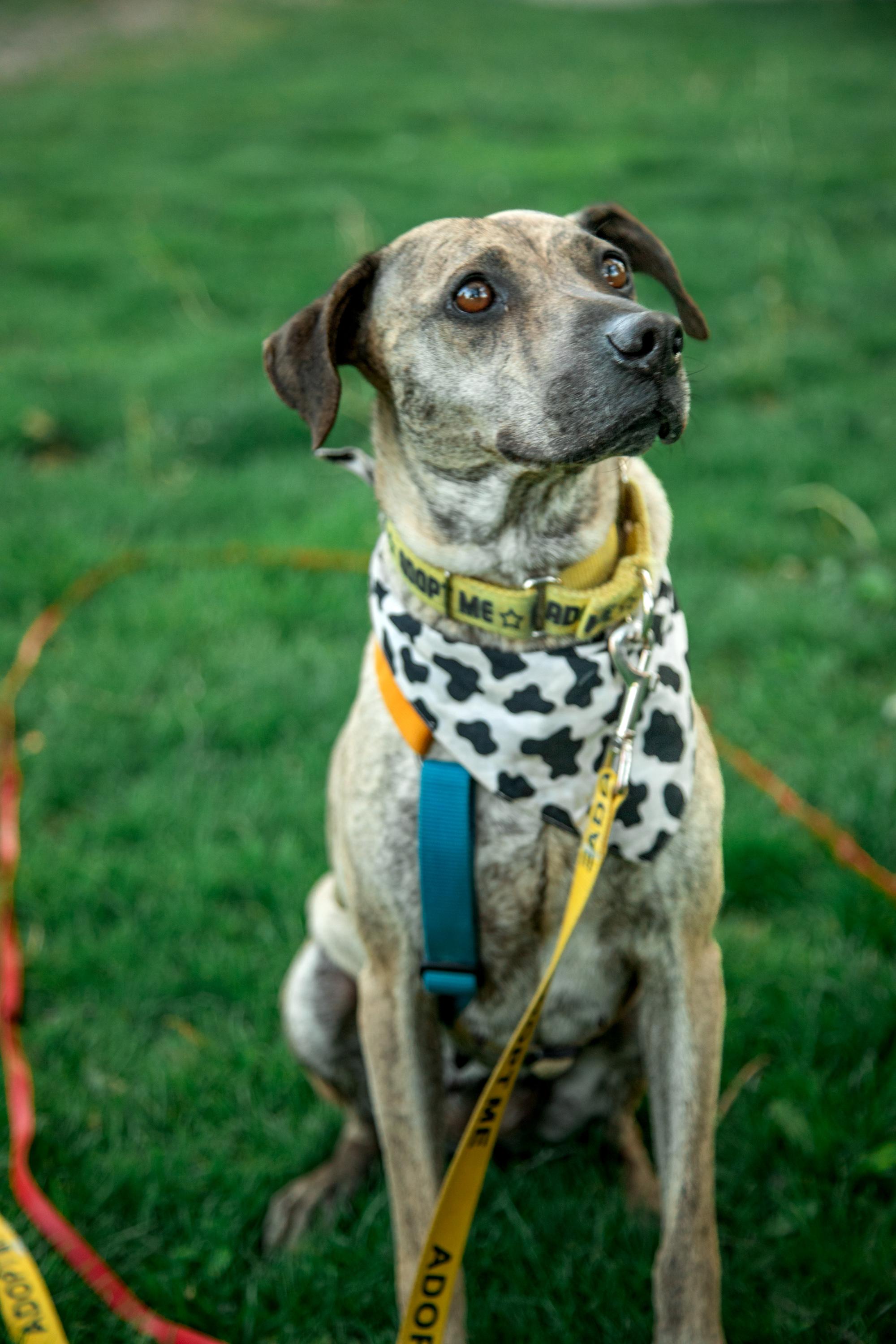 Enlarge Lola, a Adoptable Mixed Breed in Mississauga, ON image 3/6