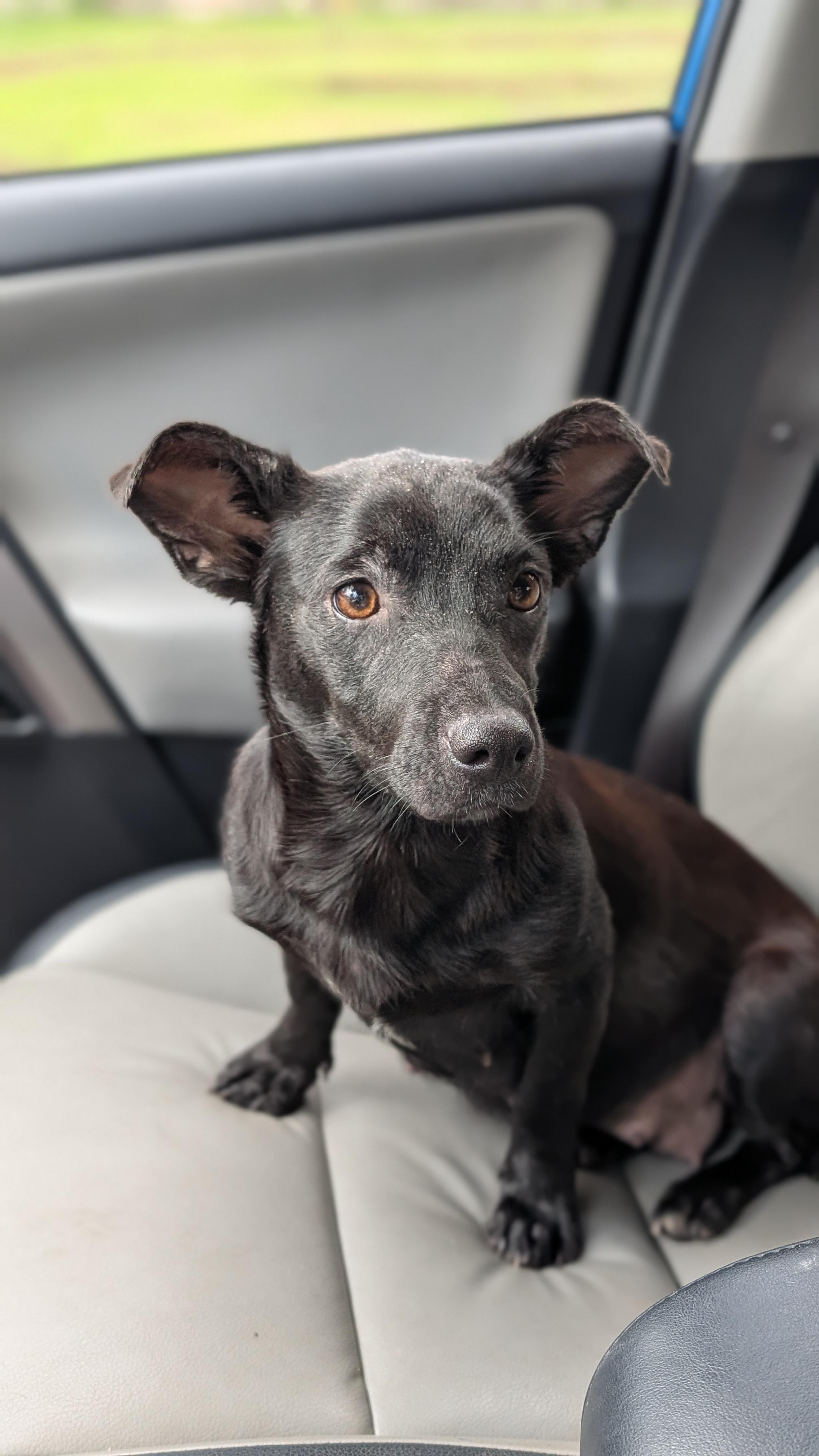 Dahlia, a ADOPTABLE mixed breed in Joppa, AL image 1/2
