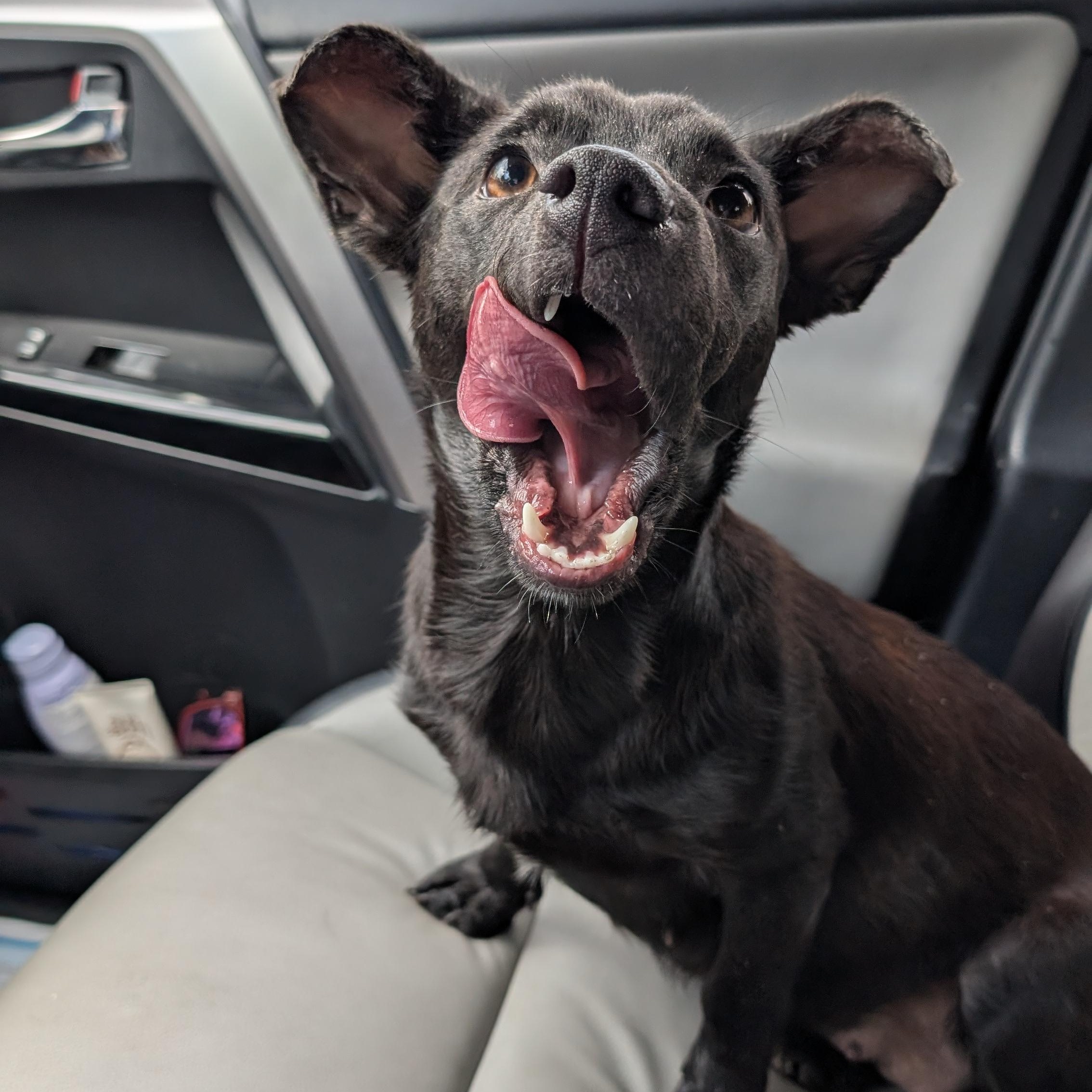 Dahlia, a ADOPTABLE mixed breed in Joppa, AL image 2/2