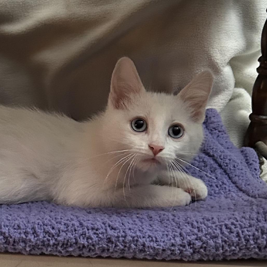 Enlarge Sleepy 1934GoldenVicary08_B, a Adoptable Domestic Short Hair in Columbia, MO image 2/6