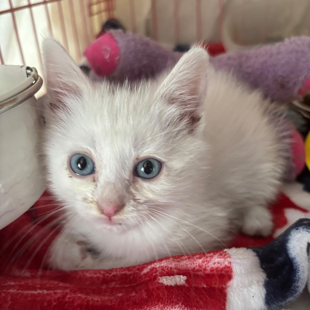 Enlarge Sleepy 1934GoldenVicary08_B, a Adoptable Domestic Short Hair in Columbia, MO image 3/6