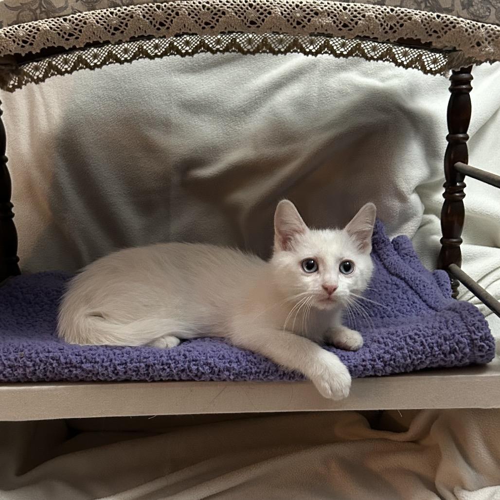 Enlarge Sleepy 1934GoldenVicary08_B, a Adoptable Domestic Short Hair in Columbia, MO image 4/6