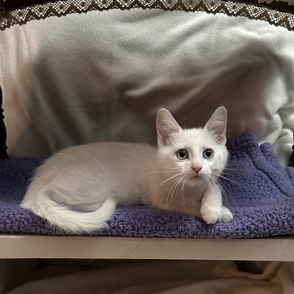 Enlarge Sleepy 1934GoldenVicary08_B, a Adoptable Domestic Short Hair in Columbia, MO image 1/6