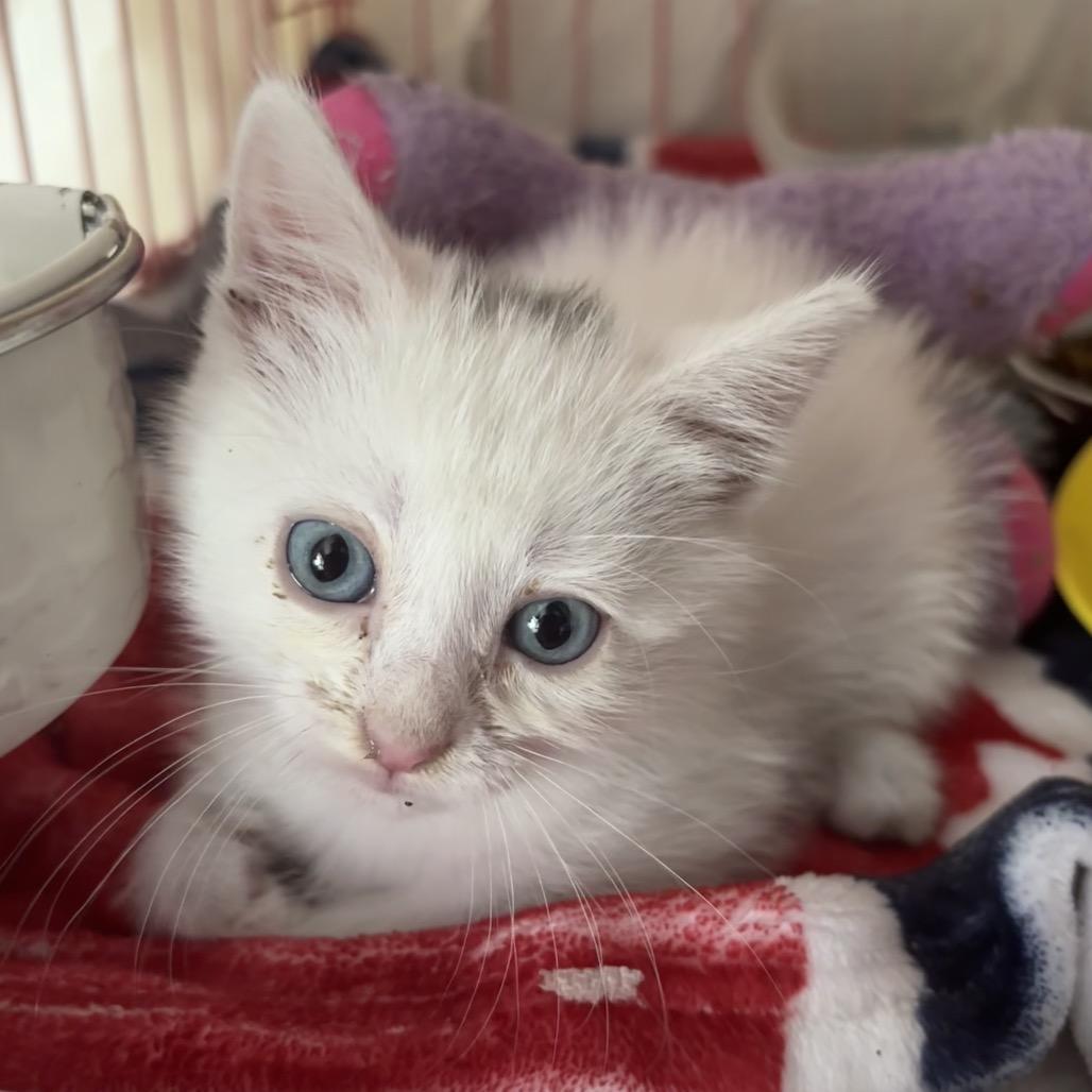 Enlarge Sleepy 1934GoldenVicary08_B, a Adoptable Domestic Short Hair in Columbia, MO image 6/6